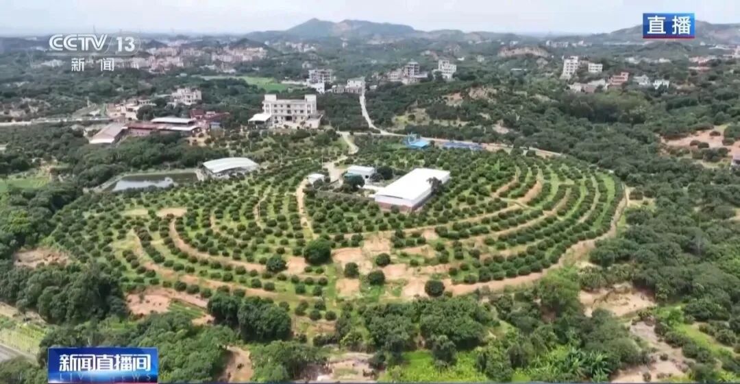 从赏花到收获，广东荔枝开启“认养”模式
