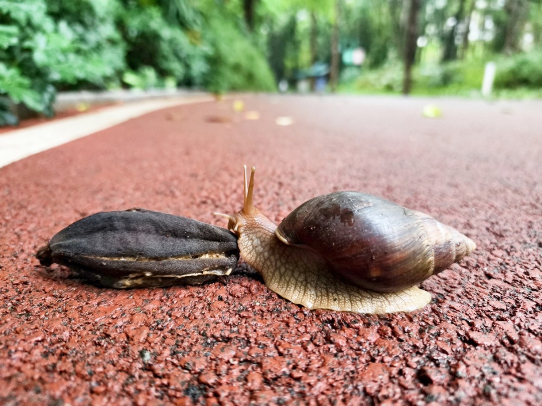 千万别碰！最近雨后频现！可导致败血症、脑膜炎等致命重症