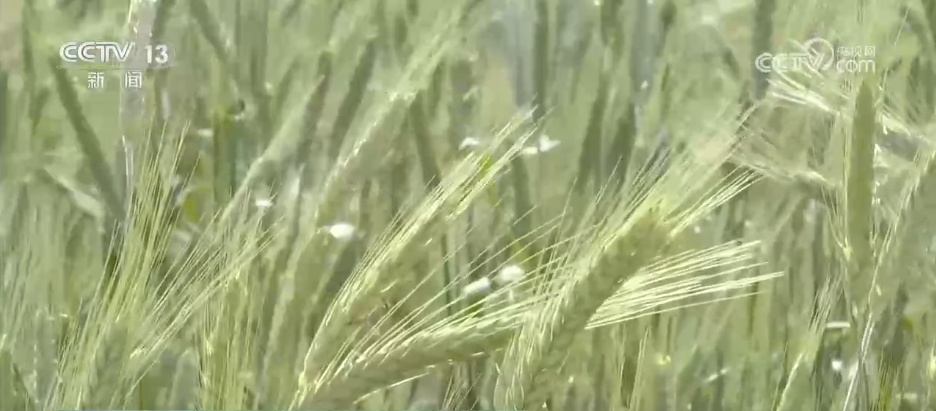 科技助力盐碱地变成“希望田” 优质良种在示范基地写出“增产答卷”