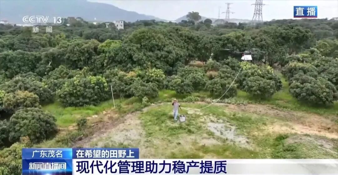 从赏花到收获，广东荔枝开启“认养”模式