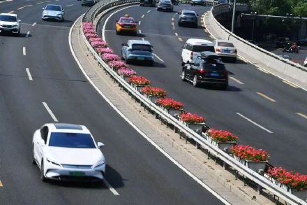 粉色月季浪漫上线 北京道路变身“花路”