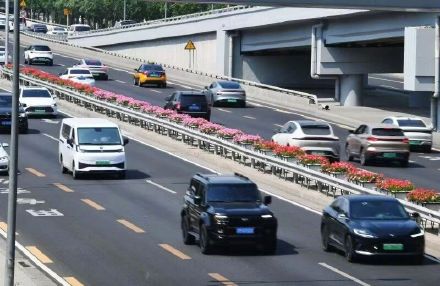 粉色月季浪漫上线 北京道路变身“花路”