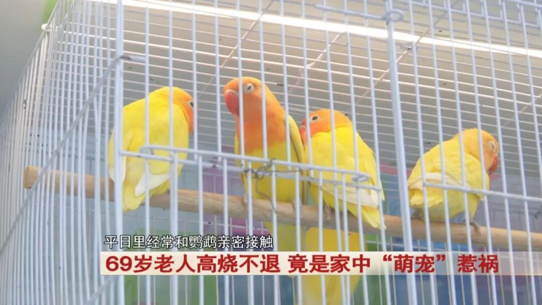 69岁老人高烧不退，竟是家中“萌宠”惹祸！