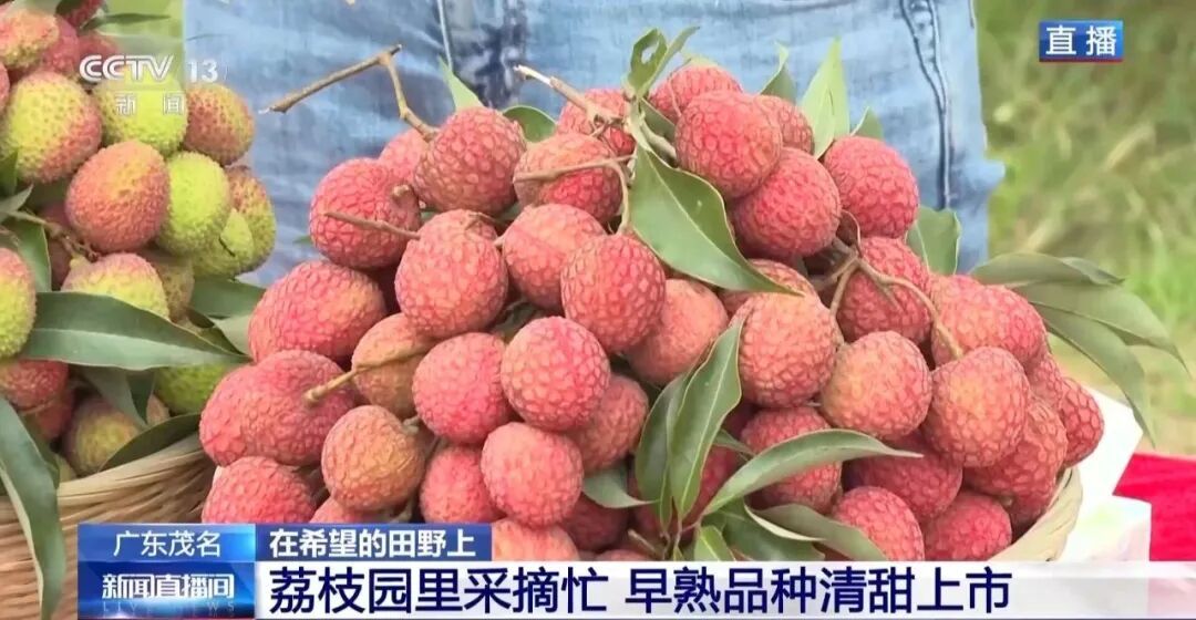 从赏花到收获，广东荔枝开启“认养”模式