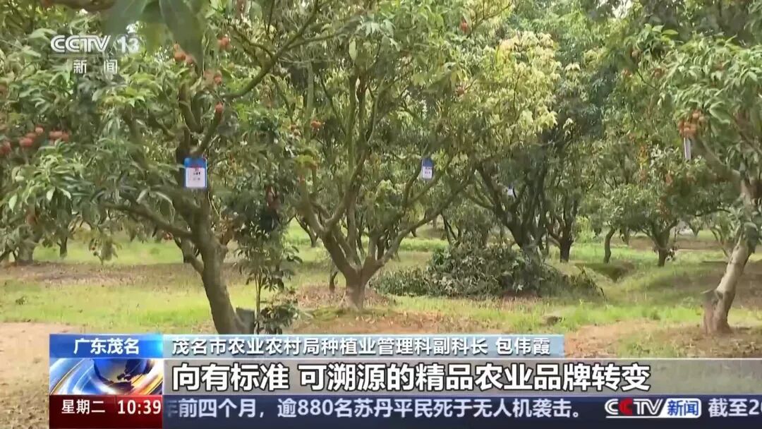 从赏花到收获，广东荔枝开启“认养”模式