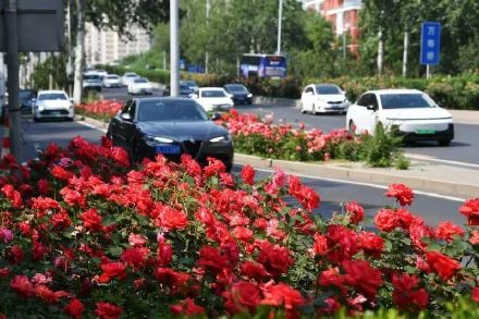 粉色月季浪漫上线 北京道路变身“花路”