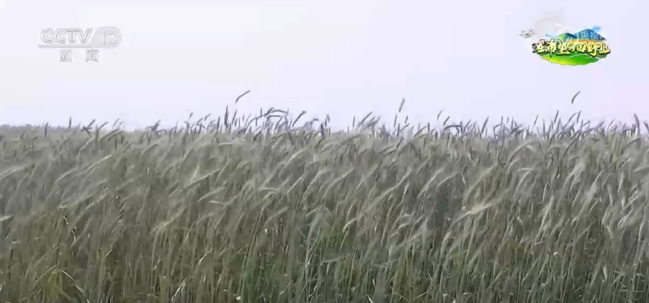 科技助力盐碱地变成“希望田” 优质良种在示范基地写出“增产答卷”