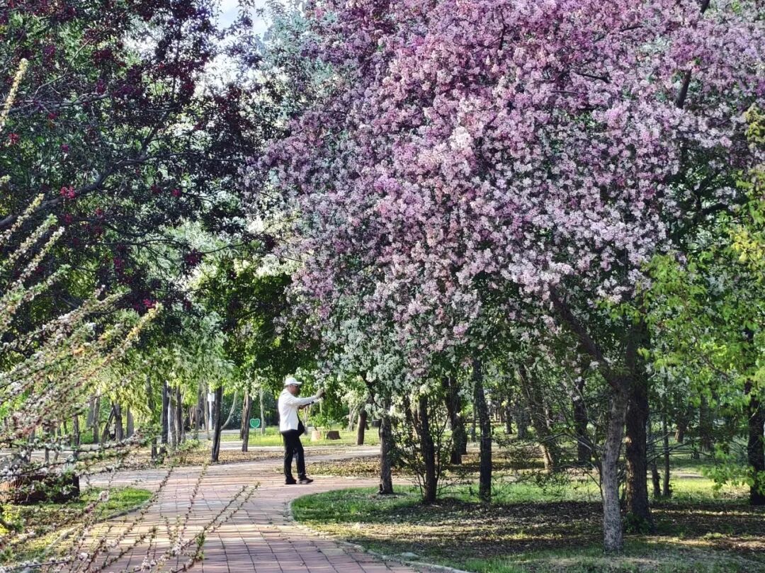 紫色、白色!丁香满城皆同源,紫白相依是一家 紫色、白色!丁香满城皆同源,紫白相依是一家