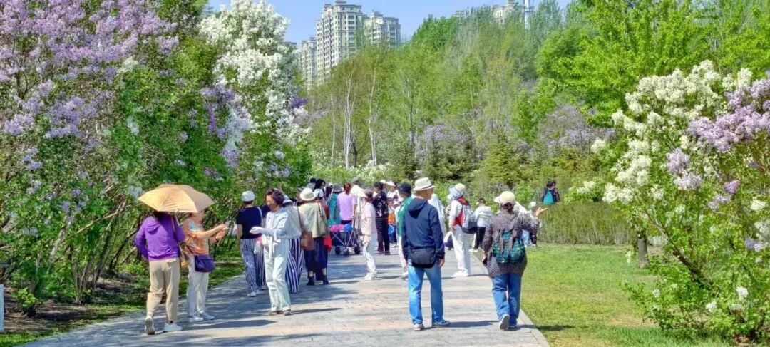 紫色、白色!丁香满城皆同源,紫白相依是一家 紫色、白色!丁香满城皆同源,紫白相依是一家