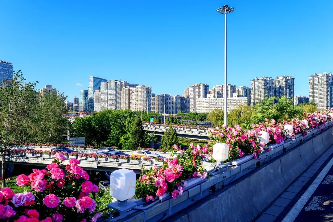长达300多公里，北京“月季项链”刷屏！今年为啥开得这么绝？