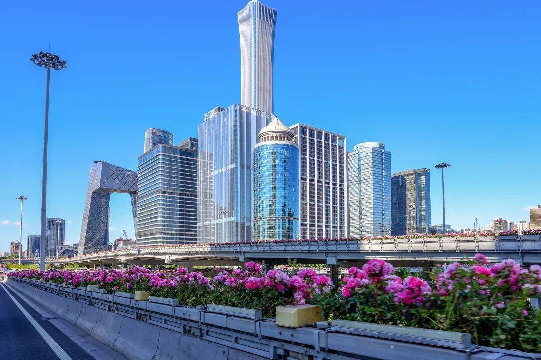 长达300多公里，北京“月季项链”刷屏！今年为啥开得这么绝？