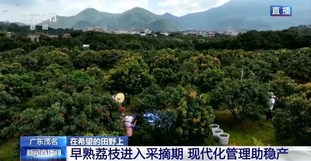 从赏花到收获，广东荔枝开启“认养”模式