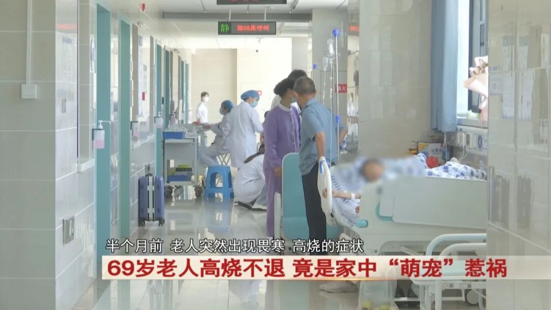 69岁老人高烧不退，竟是家中“萌宠”惹祸！