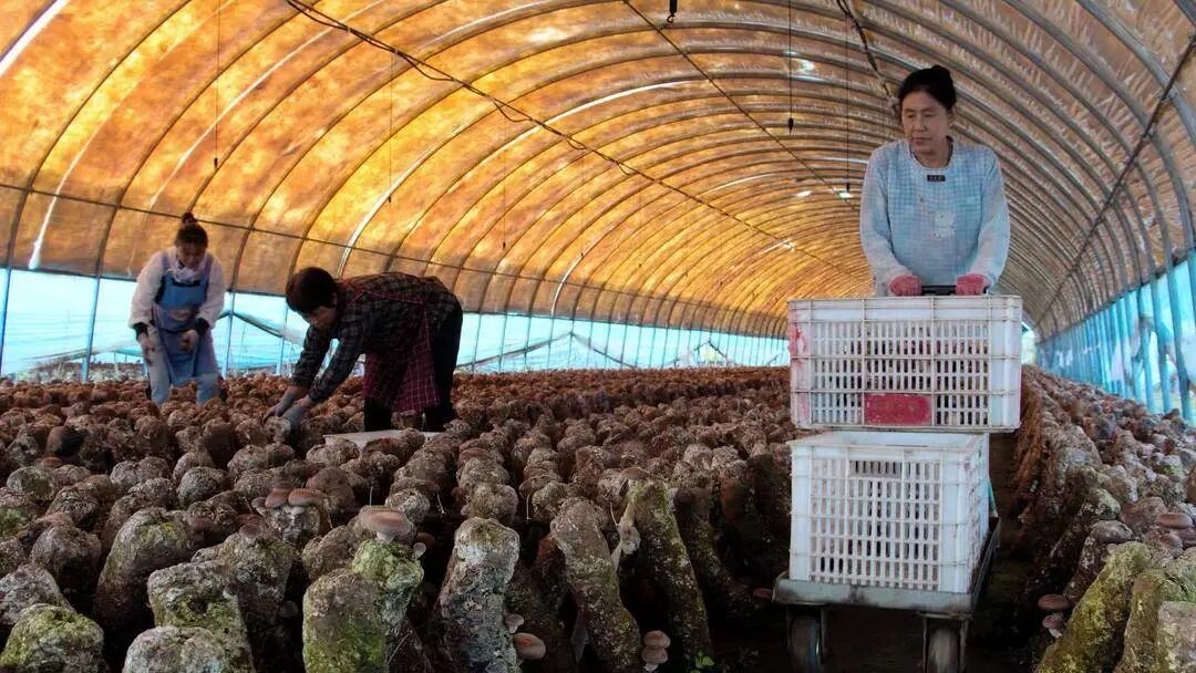 辽宁一地获中央财政补助1.5亿! 辽宁一地获中央财政补助1.5亿!