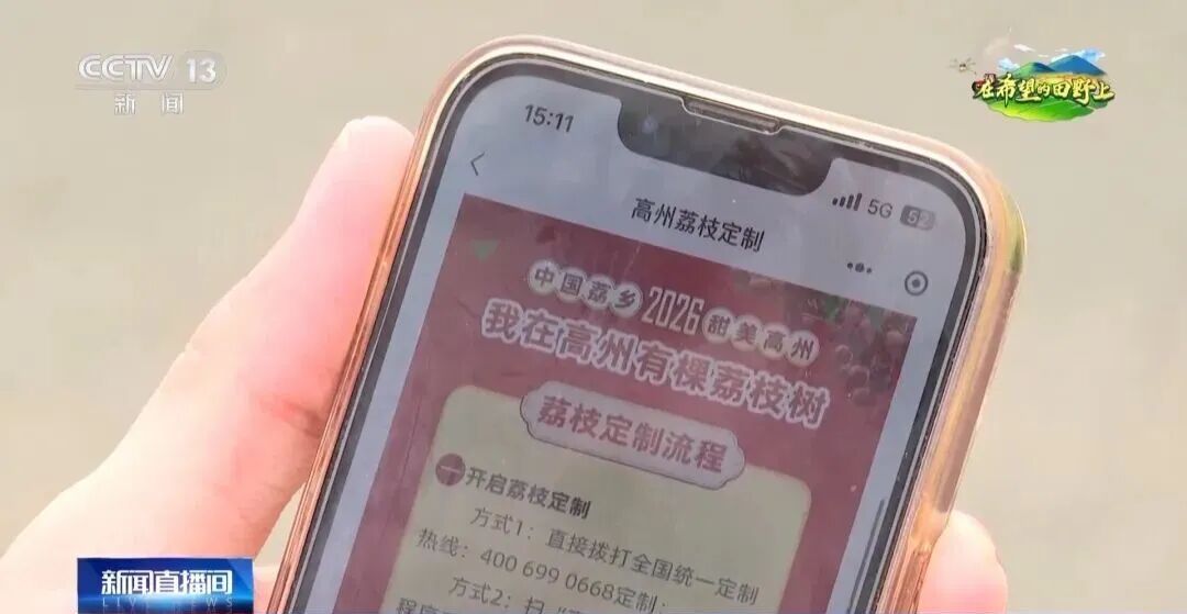 从赏花到收获，广东荔枝开启“认养”模式