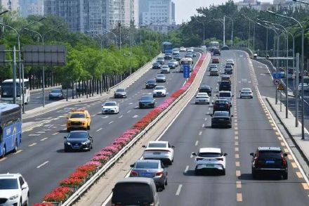 粉色月季浪漫上线 北京道路变身“花路”