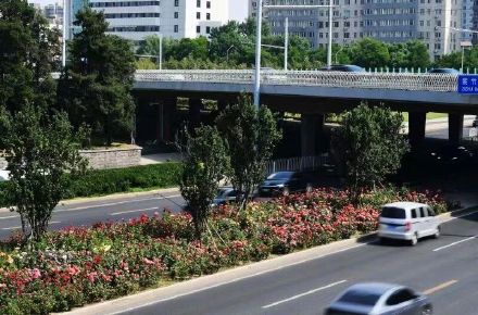 粉色月季浪漫上线 北京道路变身“花路”