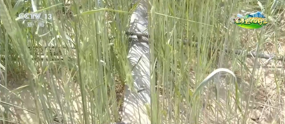 科技助力盐碱地变成“希望田” 优质良种在示范基地写出“增产答卷”