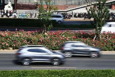 粉色月季浪漫上线 北京道路变身“花路”