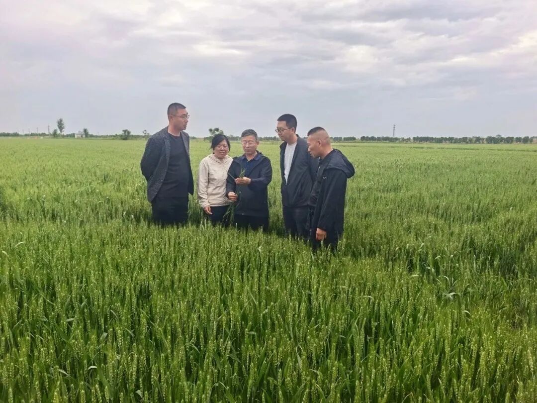 山西小麦遭遇今夏首场“干热风”？农业专家详解应对技巧