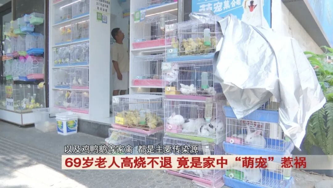 69岁老人高烧不退，竟是家中“萌宠”惹祸！