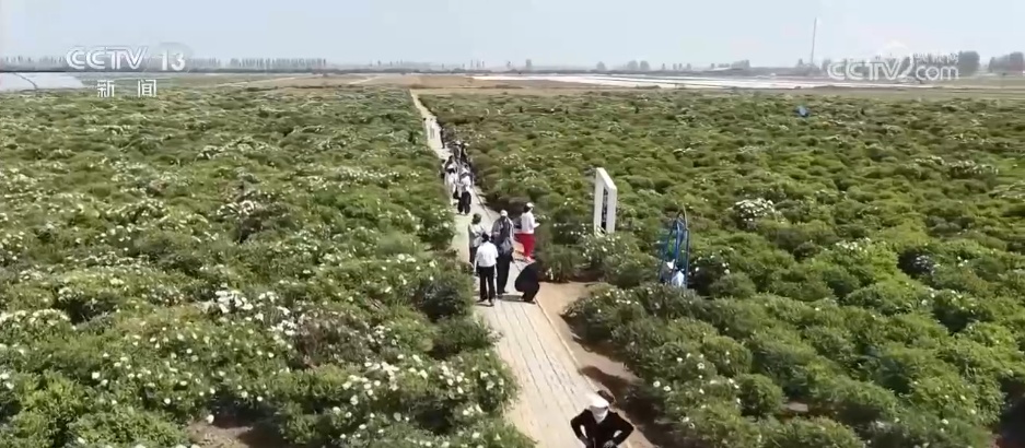 “美丽颜值”变“经济产值” “花田+”新玩法激发农文旅融合新活力