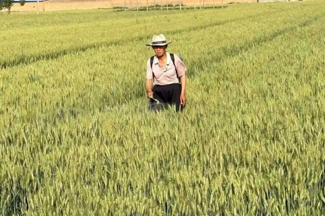 山西小麦遭遇今夏首场“干热风”？农业专家详解应对技巧