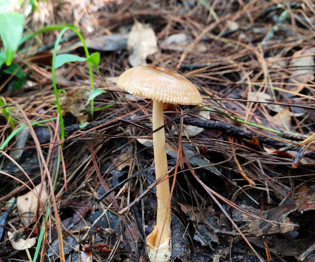 野生菌暗藏致命“杀手” 十种鹅膏一口都别尝