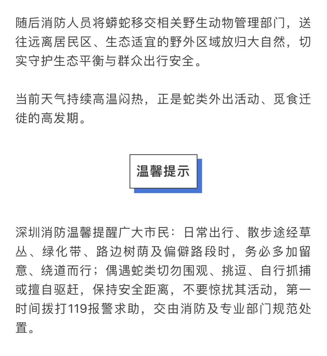 2米长巨蟒夜闯马路!深圳蛇类已进入活跃期…… 2米长巨蟒夜闯马路!深圳蛇类已进入活跃期……