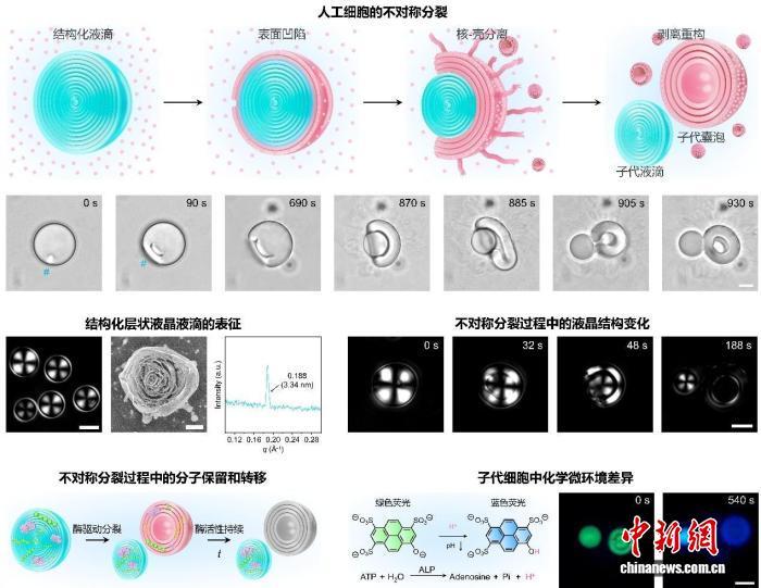 合成生命重要突破 中国团队首次实现人工细胞形态功能不对称分裂