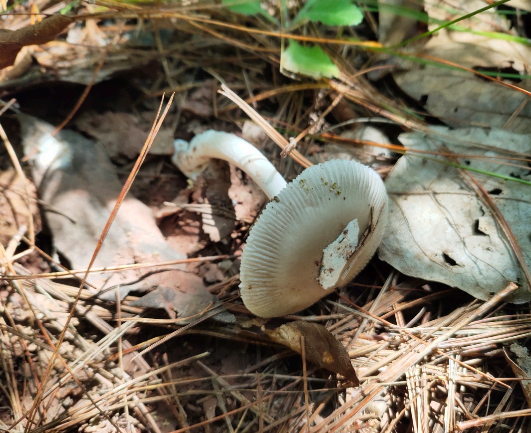 野生菌暗藏致命“杀手” 十种鹅膏一口都别尝