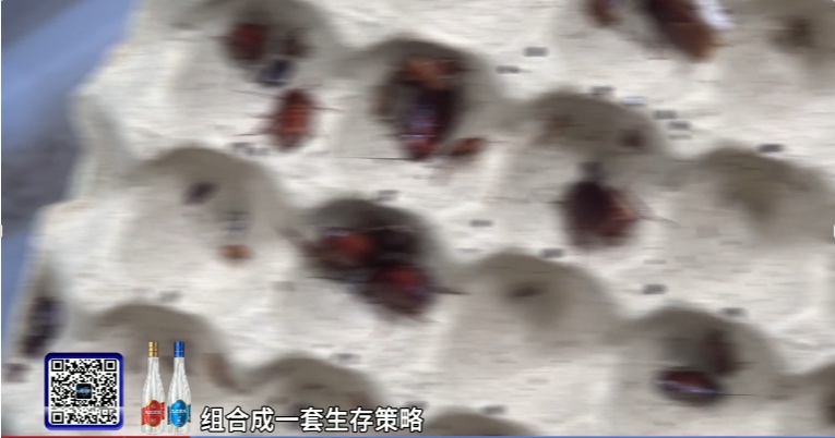你脸上敷的、嘴里吃的，或含广东大蟑螂！