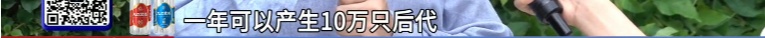 你脸上敷的、嘴里吃的，或含广东大蟑螂！