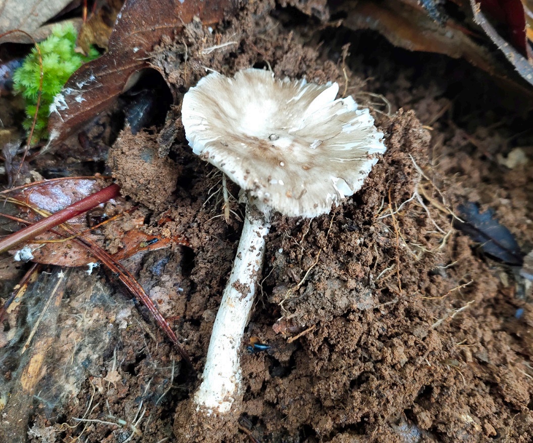 野生菌暗藏致命“杀手” 十种鹅膏一口都别尝