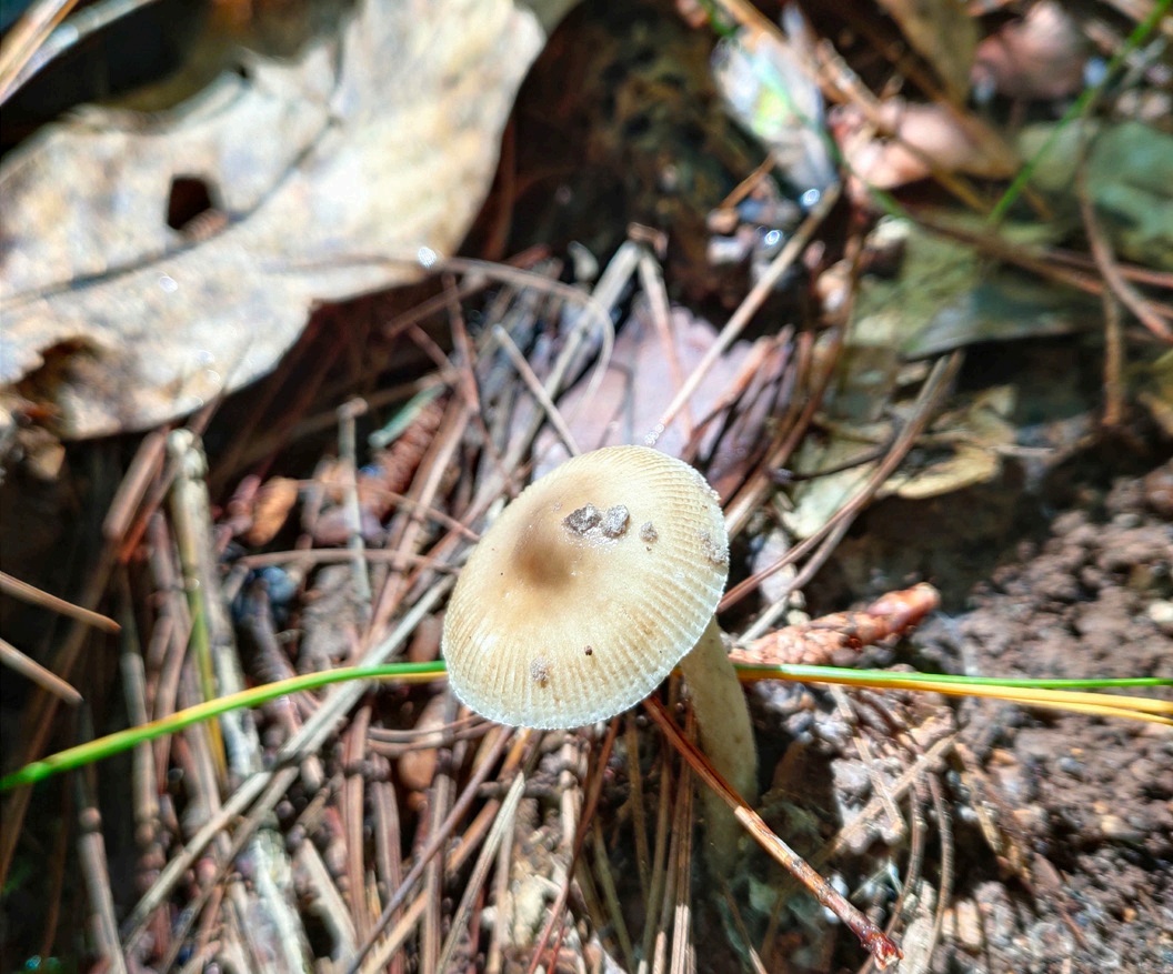 野生菌暗藏致命“杀手” 十种鹅膏一口都别尝