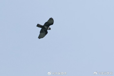 黑冠鹃隼首次现身北运河 黑冠鹃隼首次现身北运河