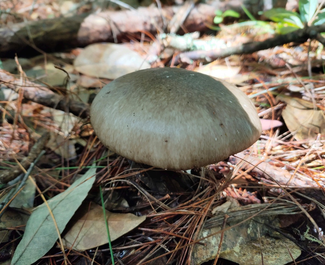 野生菌暗藏致命“杀手” 十种鹅膏一口都别尝