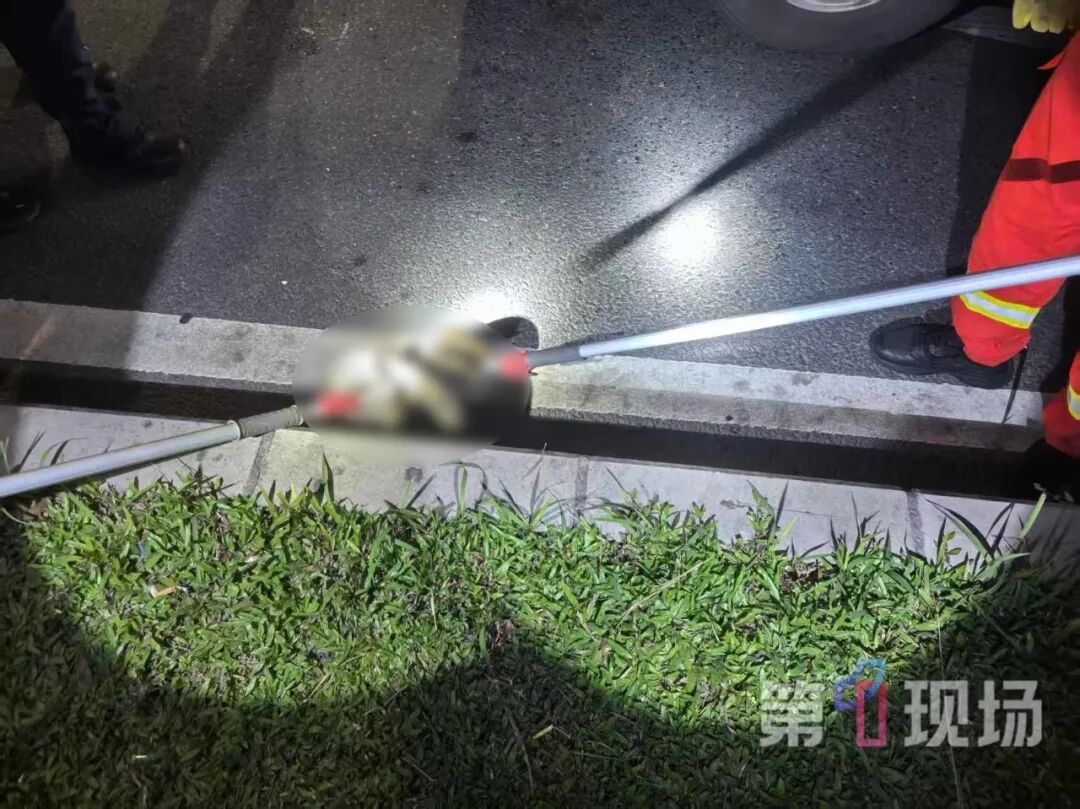 2米长巨蟒夜闯马路!深圳蛇类已进入活跃期…… 2米长巨蟒夜闯马路!深圳蛇类已进入活跃期……