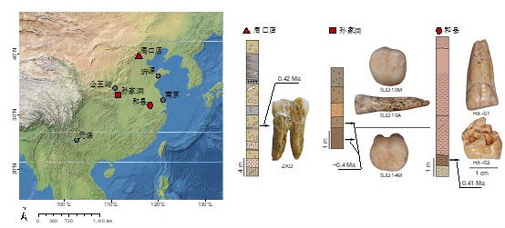 6颗40万年前的直立人牙齿解锁东亚古人类演化新认知