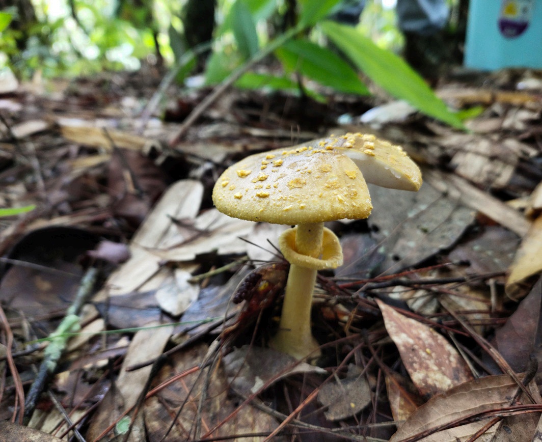 野生菌暗藏致命“杀手” 十种鹅膏一口都别尝