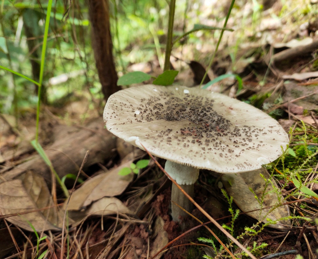 野生菌暗藏致命“杀手” 十种鹅膏一口都别尝