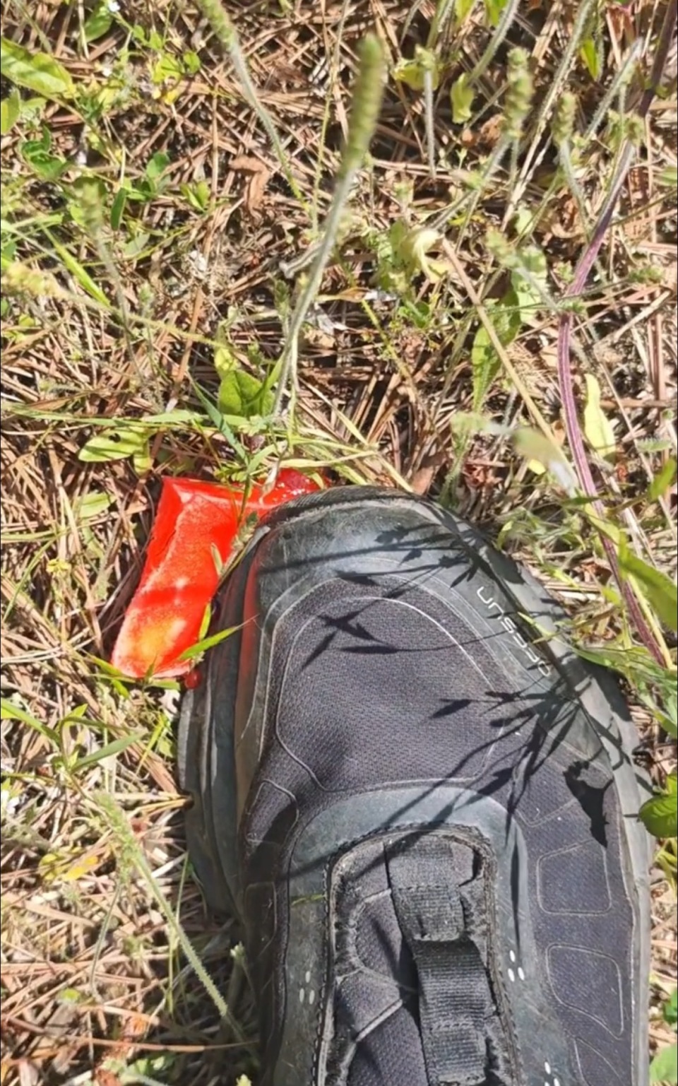 南京古泉山路野山头出现多块“红色海绵”，网友质疑用途，回应：无毒，是抓蜈蚣的诱饵