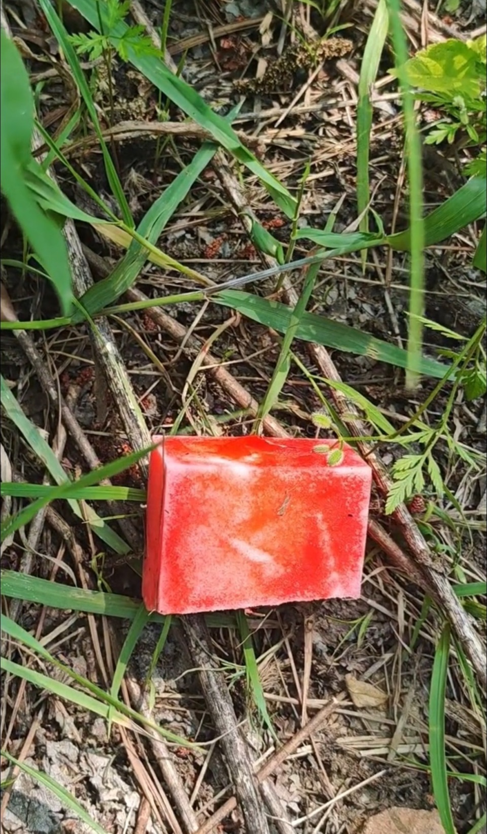 南京古泉山路野山头出现多块“红色海绵”，网友质疑用途，回应：无毒，是抓蜈蚣的诱饵
