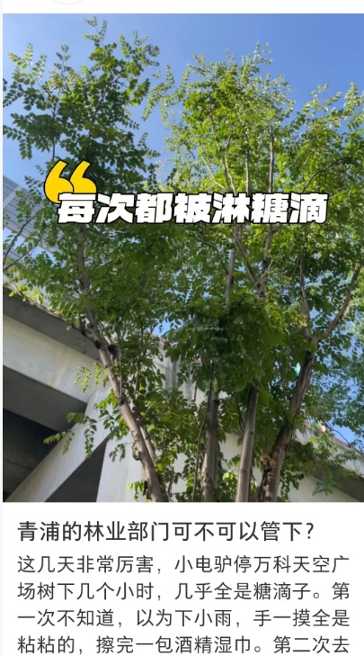 太恶心!上海街头大量出现!地上、车上、鞋上全都黏糊糊的!网友傻眼:根本擦不干净 太恶心!上海街头大量出现!地上、车上、鞋上全都黏糊糊的!网友傻眼:根本擦不干净
