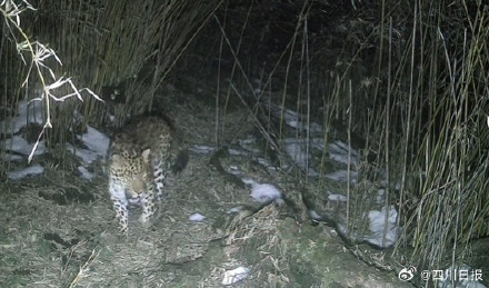 生态太好了！野生金钱豹大熊猫组团打卡绵阳平武
