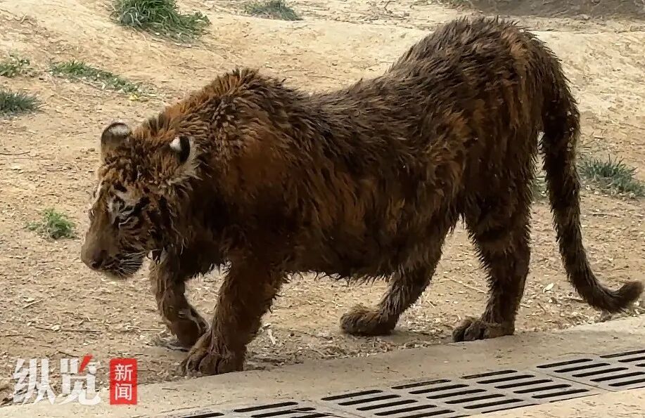 山东德州一景区内老虎又瘦又脏、走路还打晃，景区：不存在虐待，幼虎天生有脊柱问题