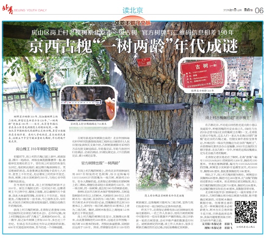 北京古槐“一树两龄”相差190年,回应来了 北京古槐“一树两龄”相差190年,回应来了