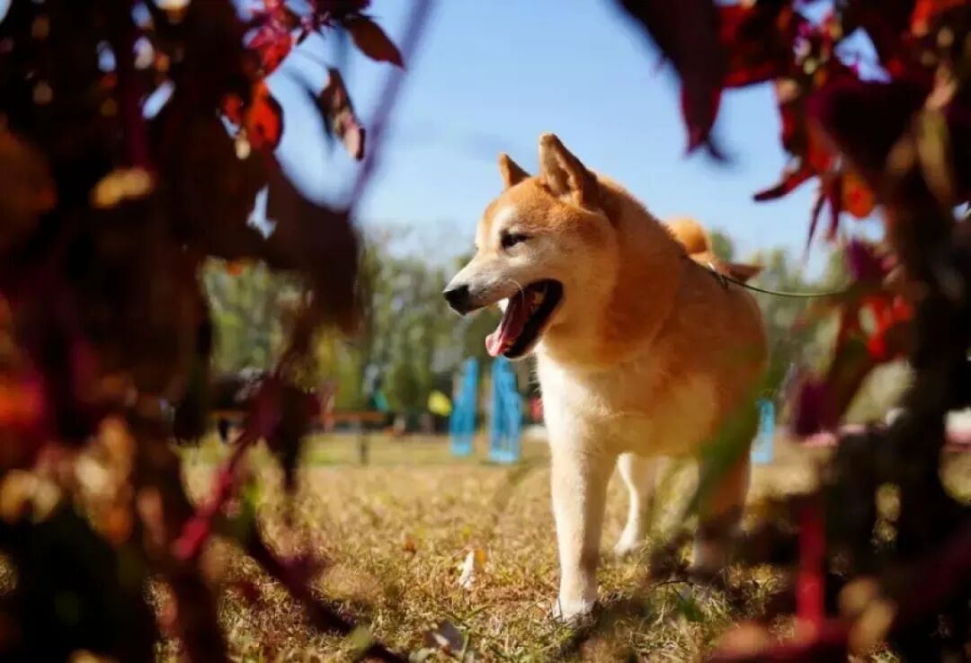 猫咪被拍卖替主人还债、被弃7年柴犬拍出16万天价、还有活体鳄鱼……法拍动物冲上热搜，网友刷屏：太心酸