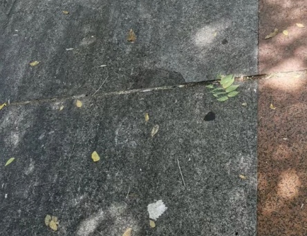 太恶心!上海街头大量出现!地上、车上、鞋上全都黏糊糊的!网友傻眼:根本擦不干净 太恶心!上海街头大量出现!地上、车上、鞋上全都黏糊糊的!网友傻眼:根本擦不干净