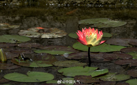 好运连连！江苏无锡双色睡莲绽放
